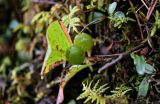 Vaccinium praestans