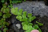 Adiantum capillus-veneris