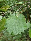 Alnus hirsuta