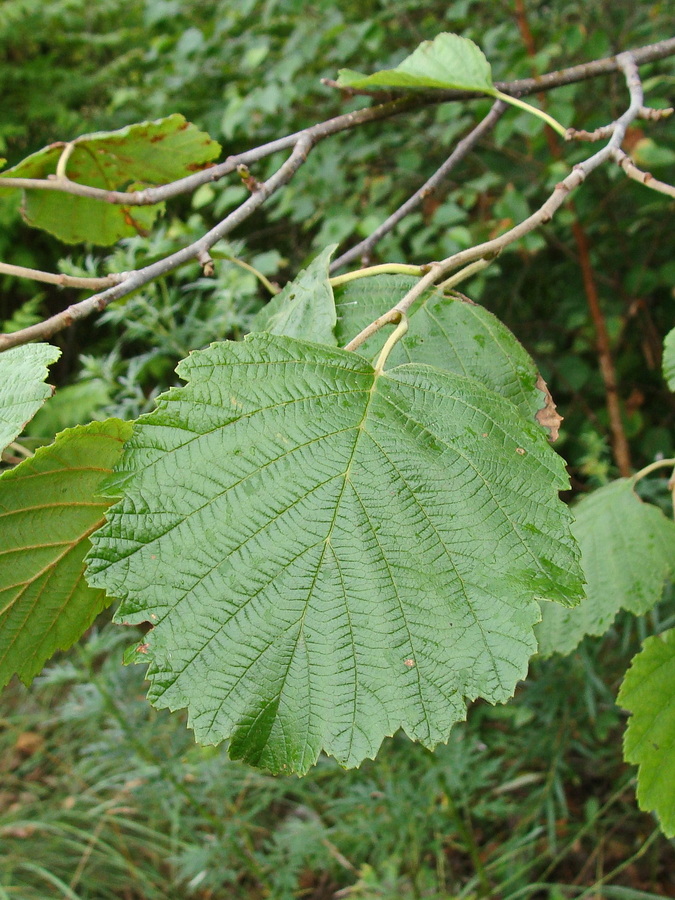 Изображение особи Alnus hirsuta.