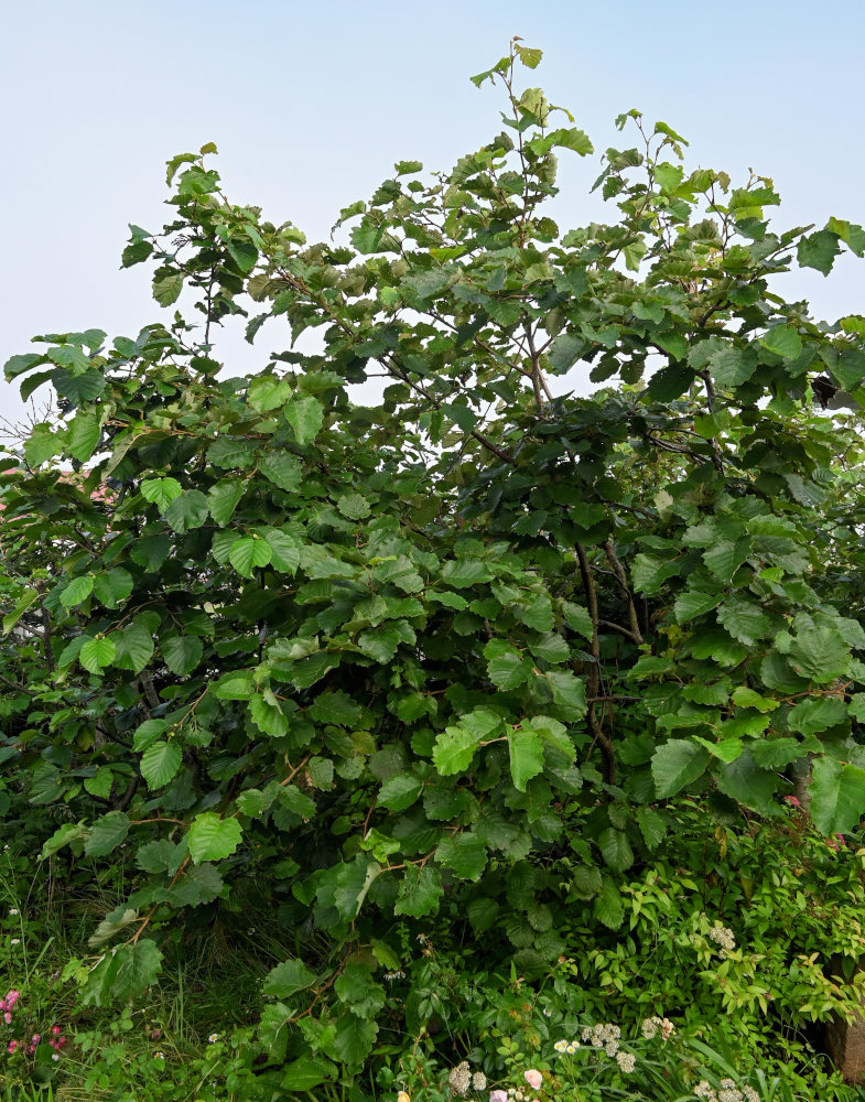 Изображение особи Alnus hirsuta.