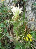 Pedicularis venusta