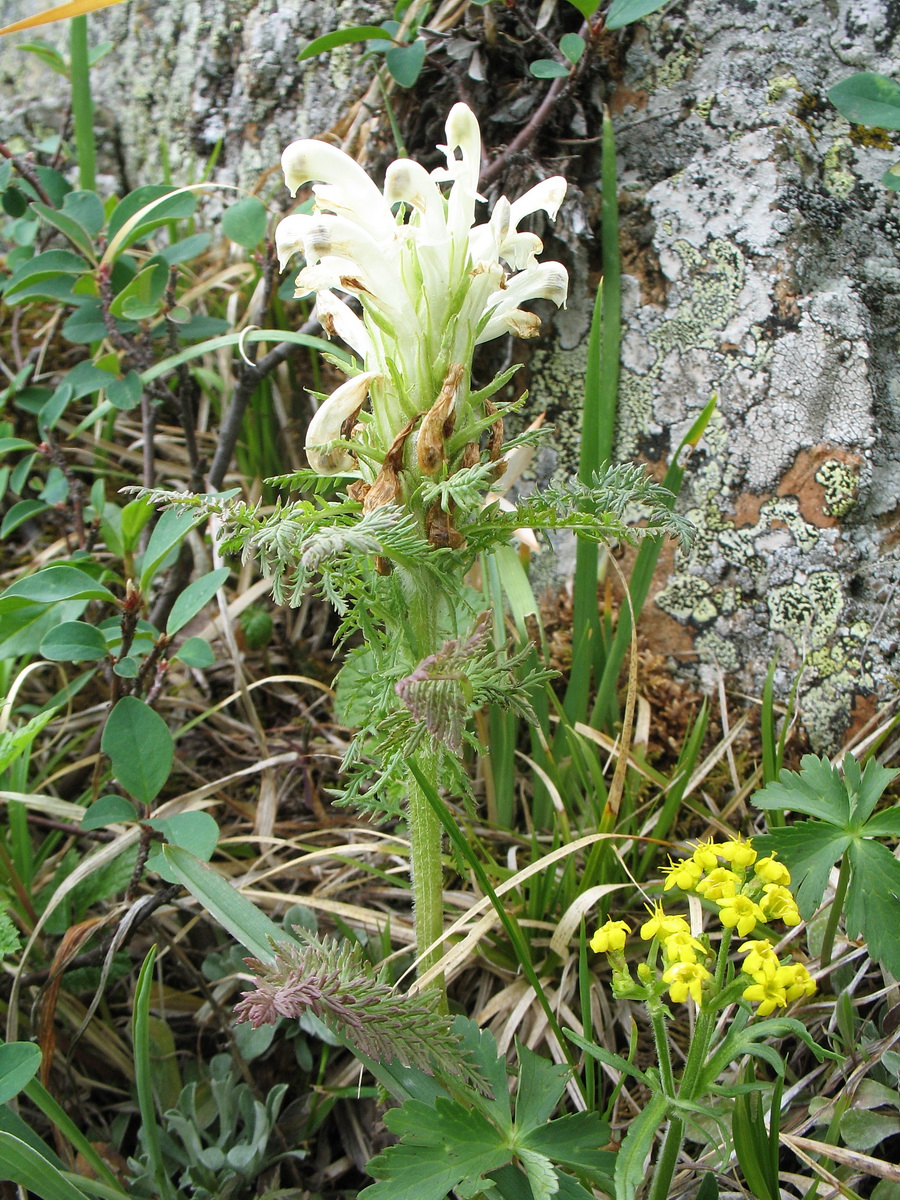 Image of Pedicularis venusta specimen.