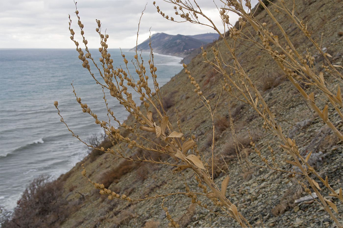 Image of Linaria genistifolia specimen.