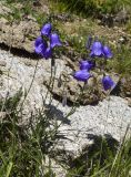 род Campanula