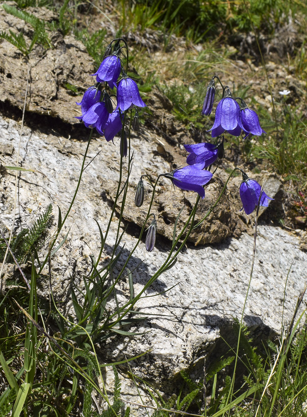 Изображение особи род Campanula.