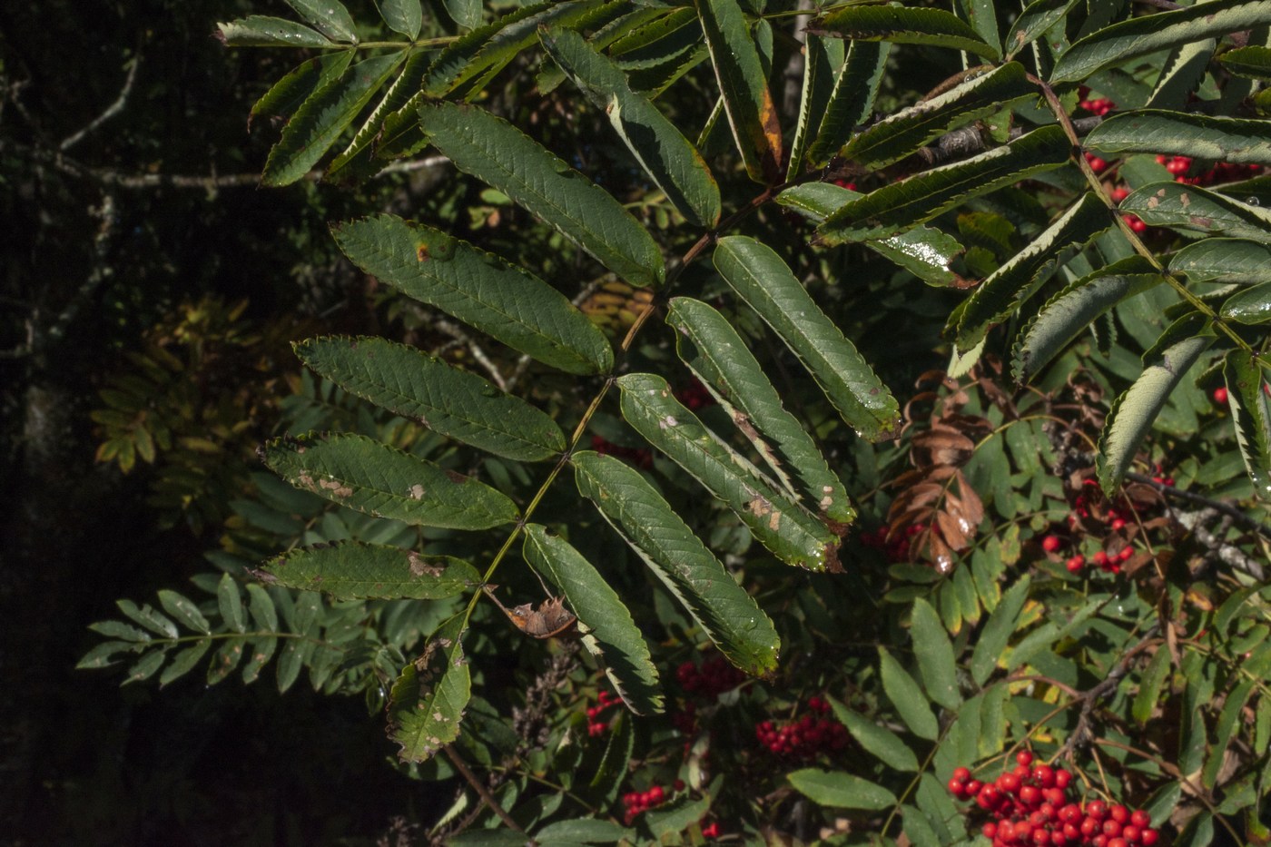 Image of Sorbus aucuparia specimen.