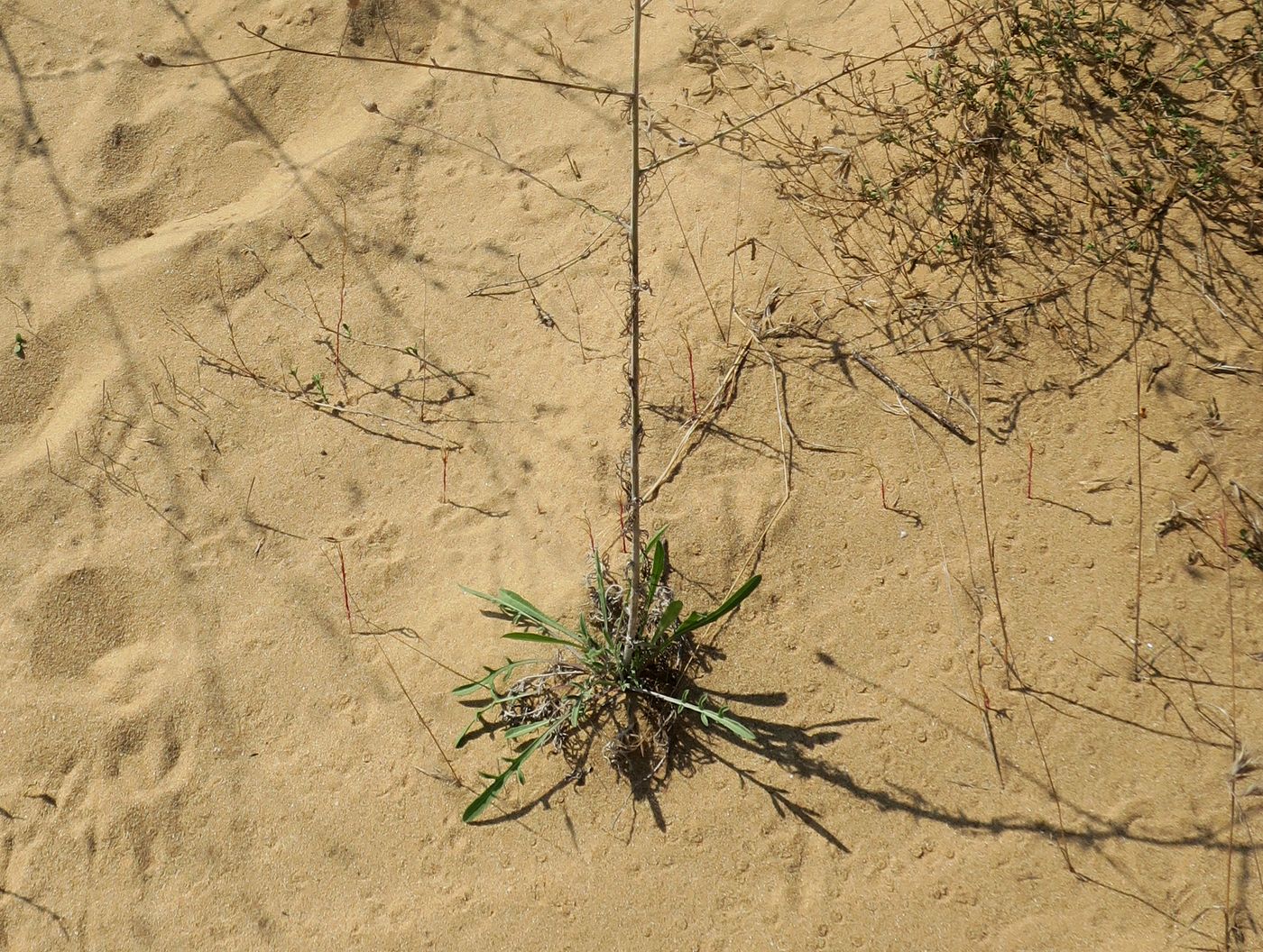 Image of genus Centaurea specimen.