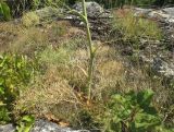 Seseli rhodopeum