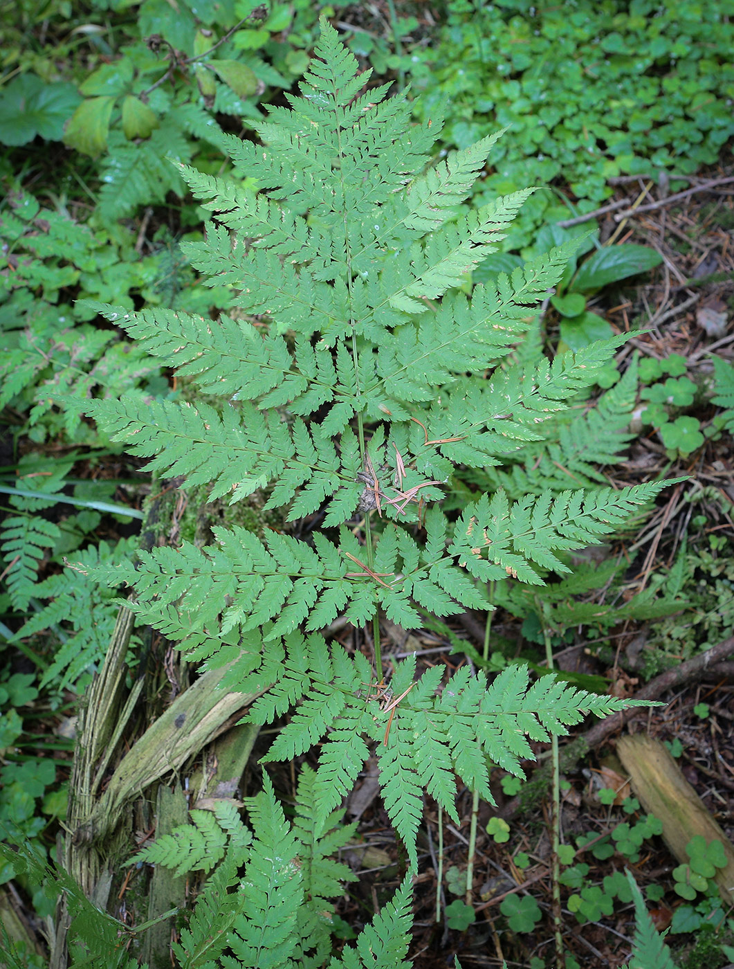 Image of Dryopteris expansa specimen.