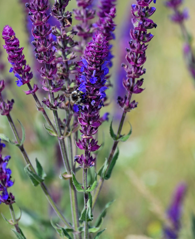 Image of Salvia tesquicola specimen.