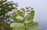 Calotropis gigantea. Верхушка побега с распускающимся соцветием и повреждёнными листьями. Вьетнам, провинция Кханьхоа, г. Нячанг, окр. пагоды Chùa Long Sơn (храм белого Будды), пустырь вокруг хоз. строений. 01.09.2023.