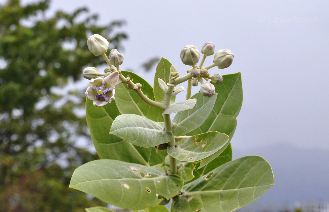 Image of Calotropis gigantea specimen.