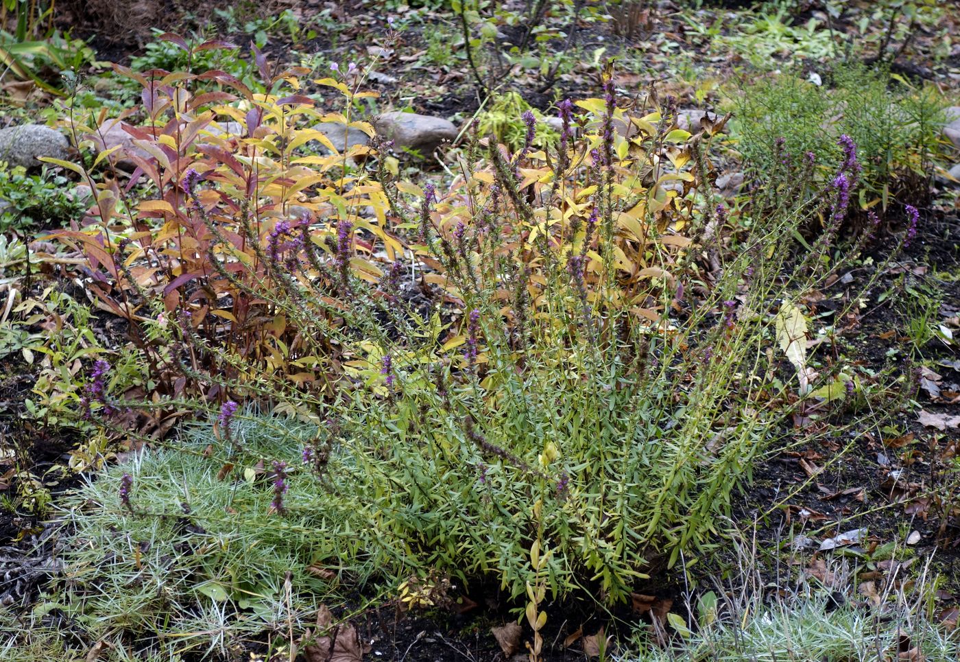 Image of genus Veronica specimen.