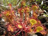 Drosera rotundifolia. Расцветающее растение. Коми, Корткеросский р-н, окр. пос. Маджа, торфяный берег заболоченного старого карьера. 19.06.2010.