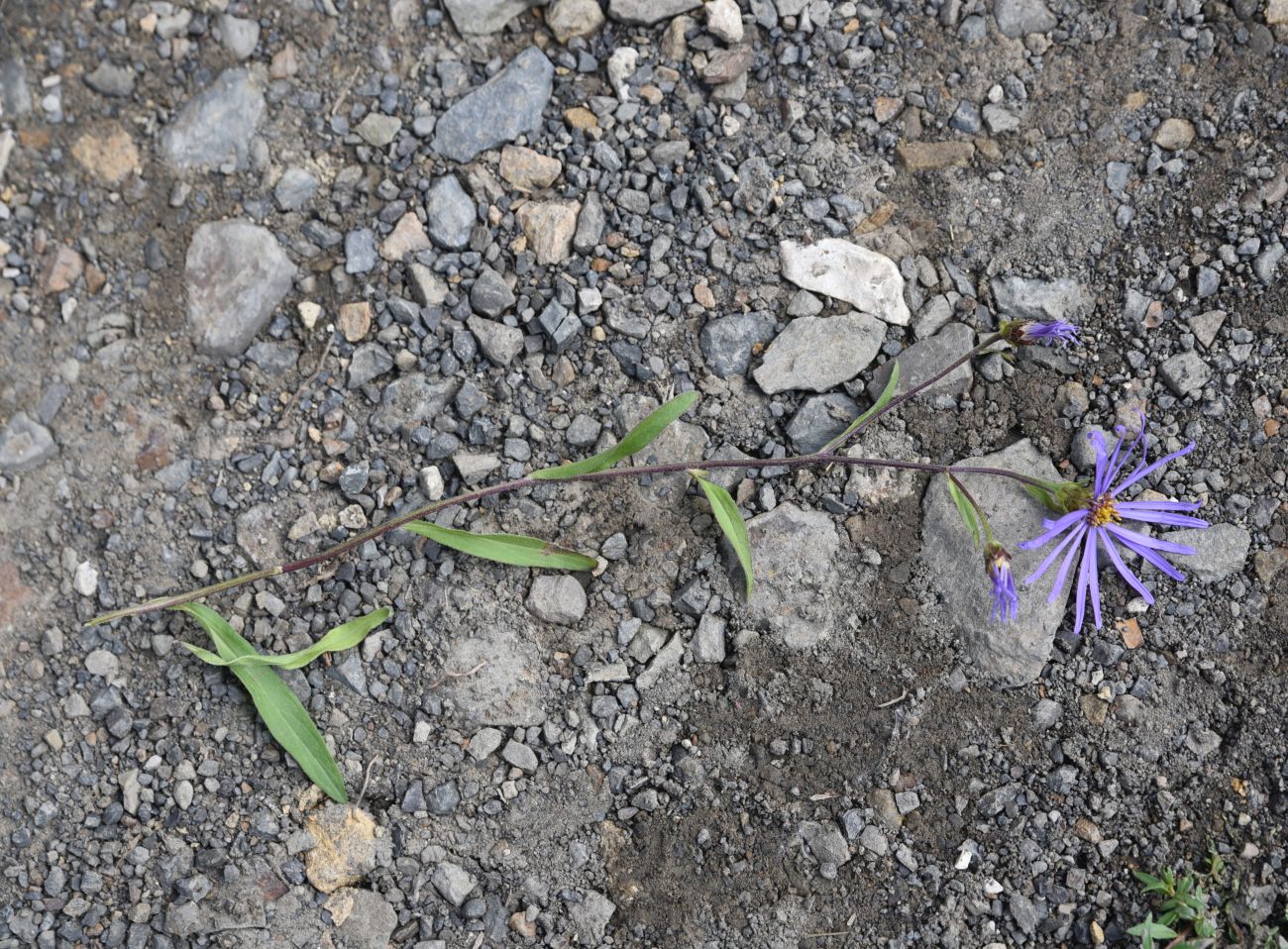 Image of Aster bessarabicus specimen.