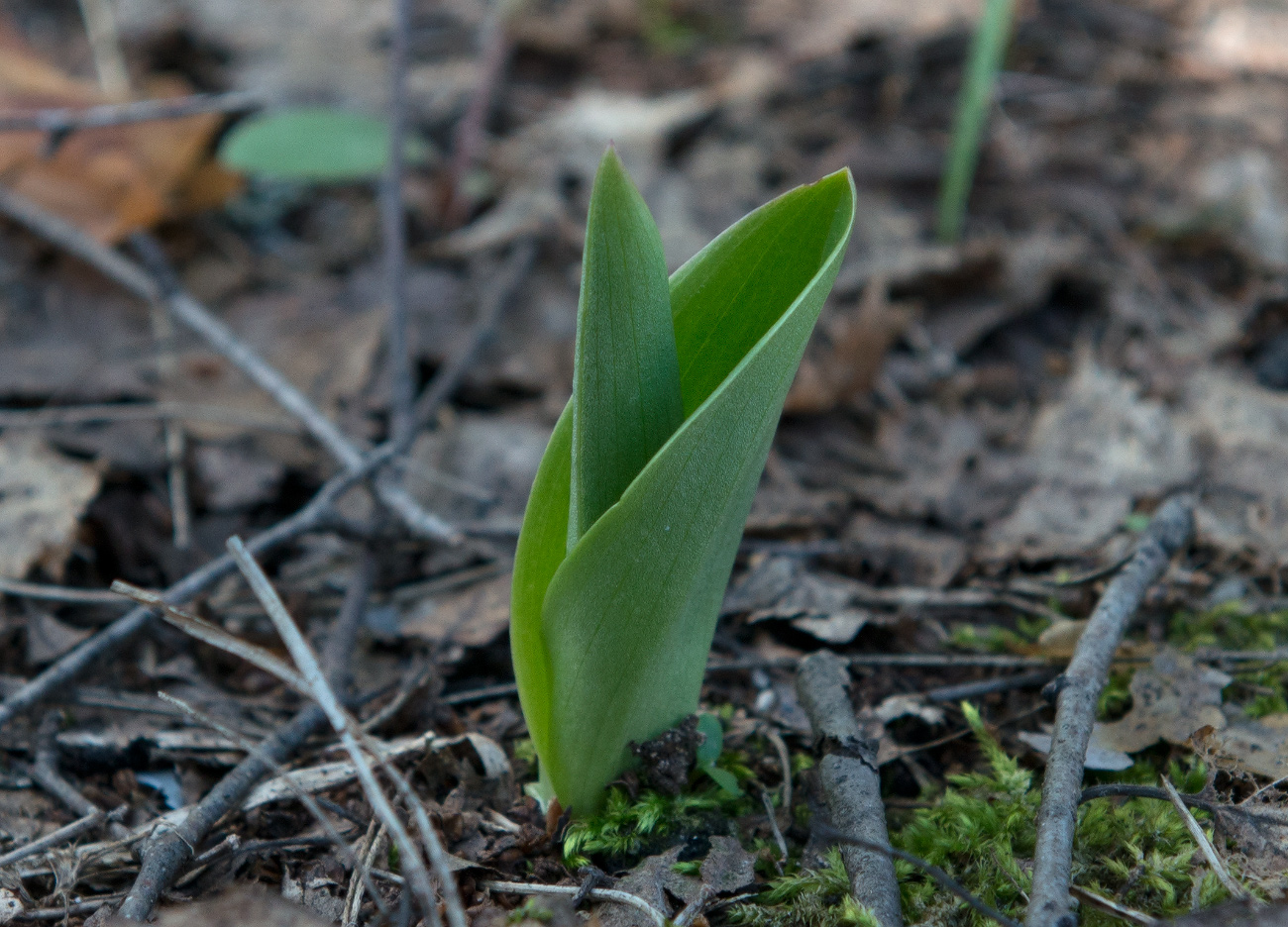 Изображение особи Orchis militaris.