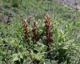 Orobanche dagestanica. Цветущие растения (паразитируют на Cirsium pugnax). Дагестан, Агульский р-н, 5 км ССЗ с. Чираг, сланцевая осыпь. 25 июня 2023 г.
