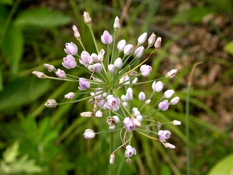 Изображение особи Allium anisopodium.