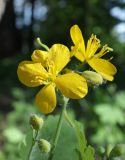 Chelidonium majus