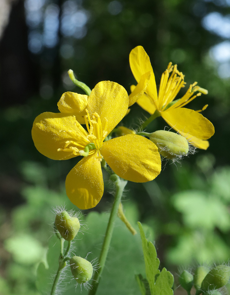 Image of Chelidonium majus specimen.