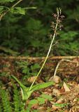 Liparis japonica
