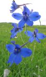 Delphinium grandiflorum