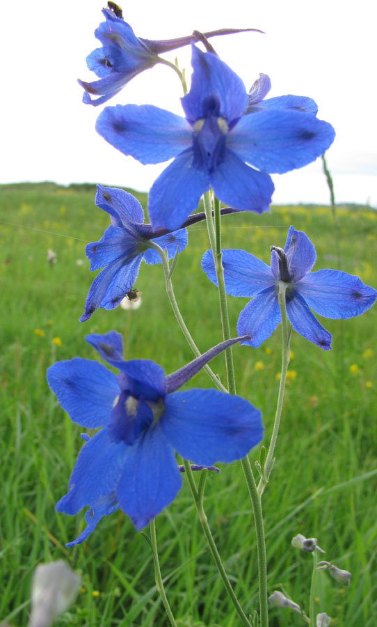 Image of Delphinium grandiflorum specimen.