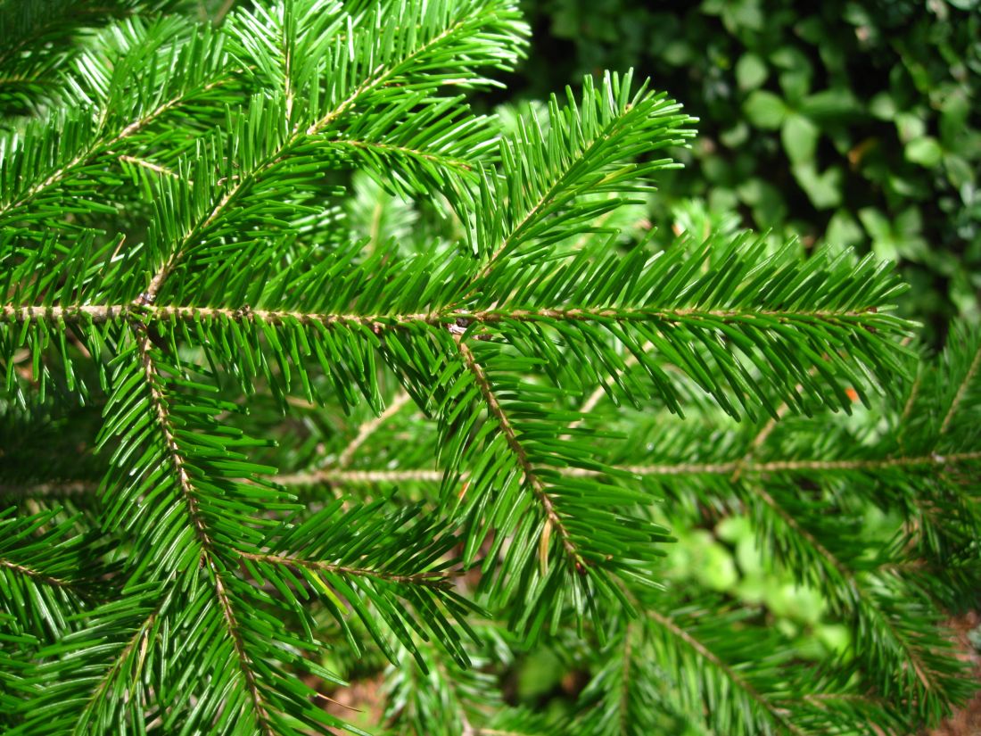 Изображение особи Abies sachalinensis.