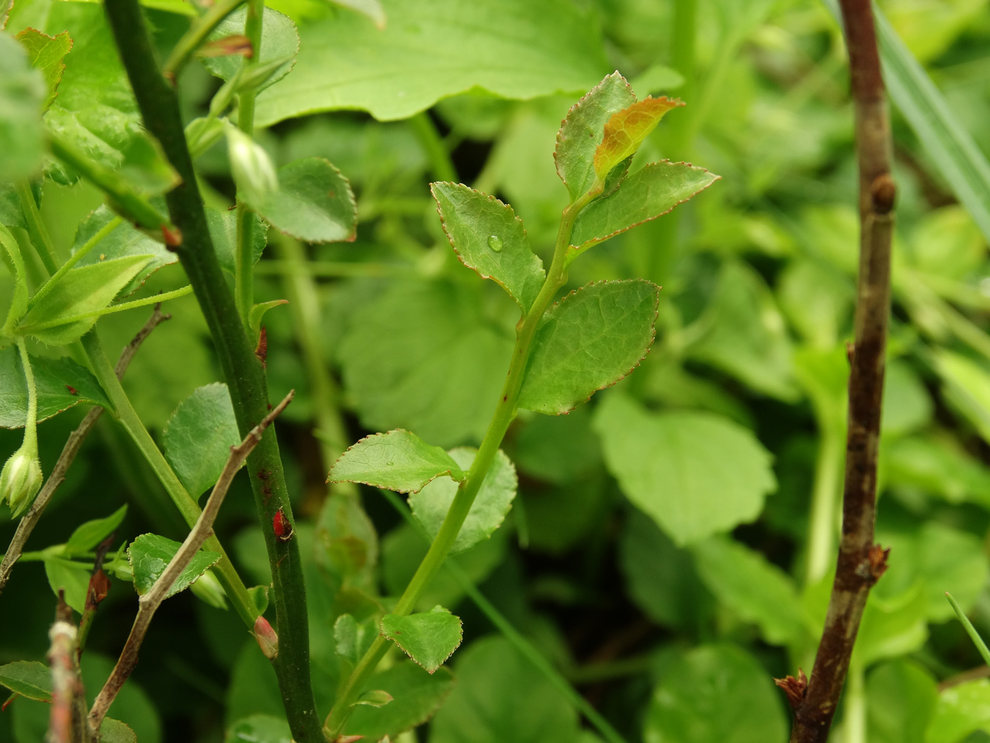 Image of Vaccinium parvifolium specimen.