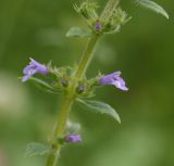 Ziziphora acinos