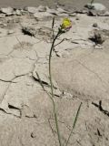 Diplotaxis muralis. Верхушка побега с цветком, бутонами и незрелыми плодами. Дагестан, Ахтынский р-н, с. Ахты, отмель р. Ахтычай. 05.08.2024.
