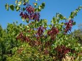 Cercis siliquastrum
