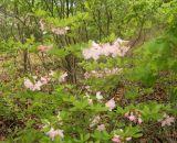 Rhododendron schlippenbachii