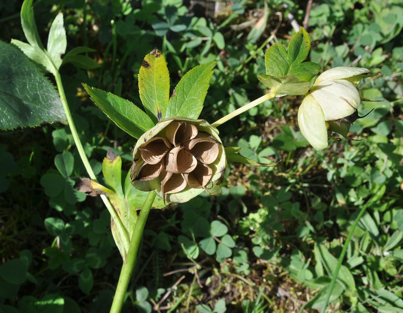 Изображение особи Helleborus caucasicus.