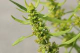 Rumex maritimus. Верхушка соцветия с цветками и бутонами. Ленинградская обл., Кингисеппский р-н, окр. дер. Выбье, окр. экологической тропы; берег Финского залива, песчаный пляж, зона заплеска. 04.08.2024.