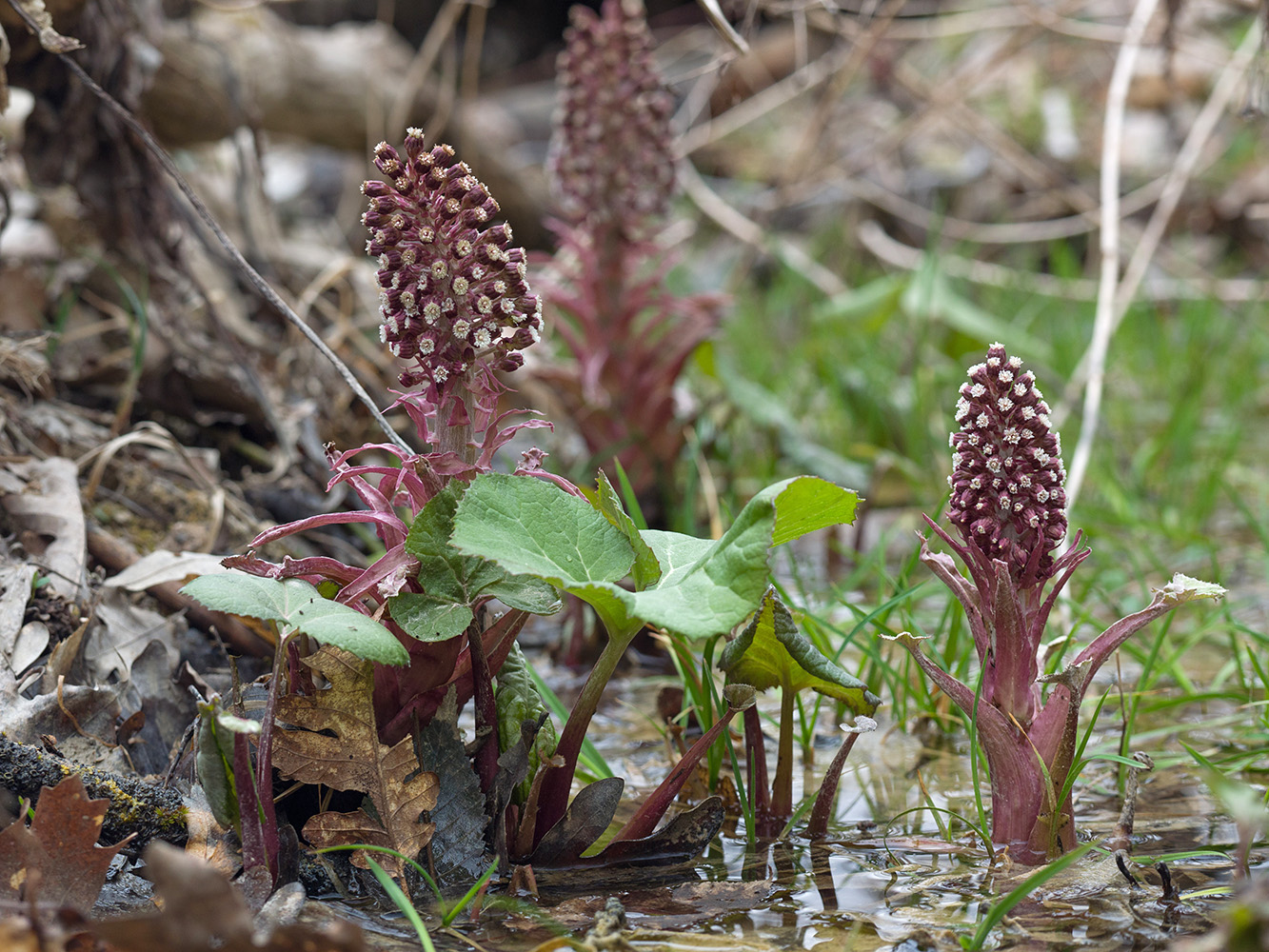 Изображение особи Petasites hybridus.