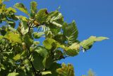 Corylus avellana