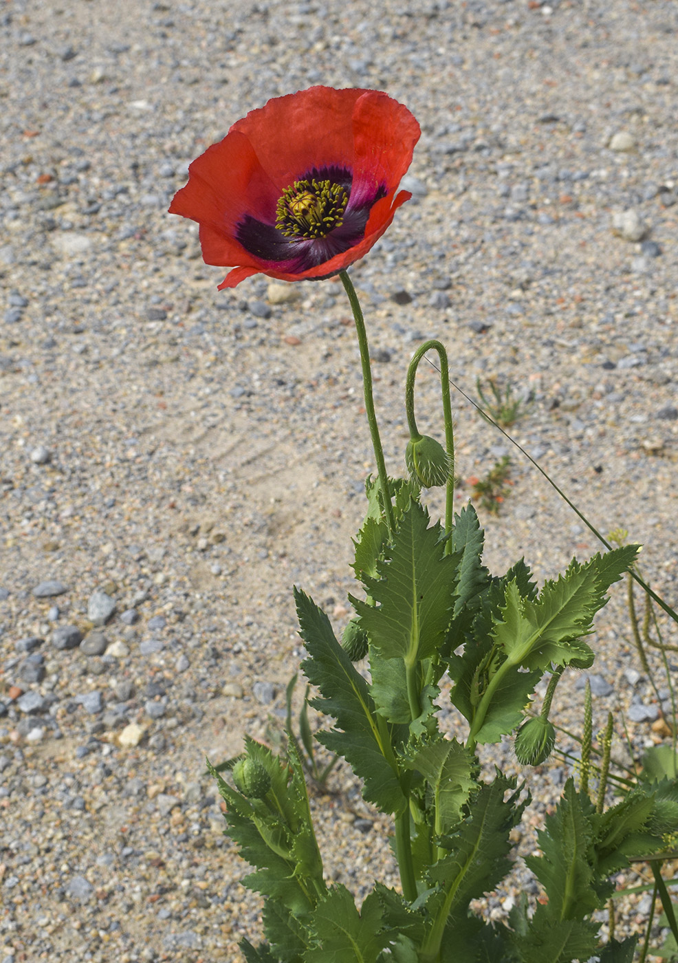 Image of Papaver somniferum specimen.