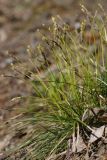 Carex ericetorum. Цветущее растение. Ленинградская обл., Приозерский р-н, окр. дер. Борисово, смешанный лес с преобладанием Pinus sylvestris, склон к дороге, песчаная почва. 09.05.2025.