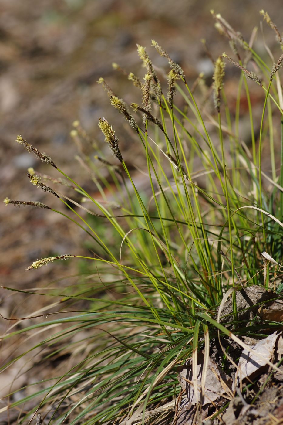 Image of Carex ericetorum specimen.
