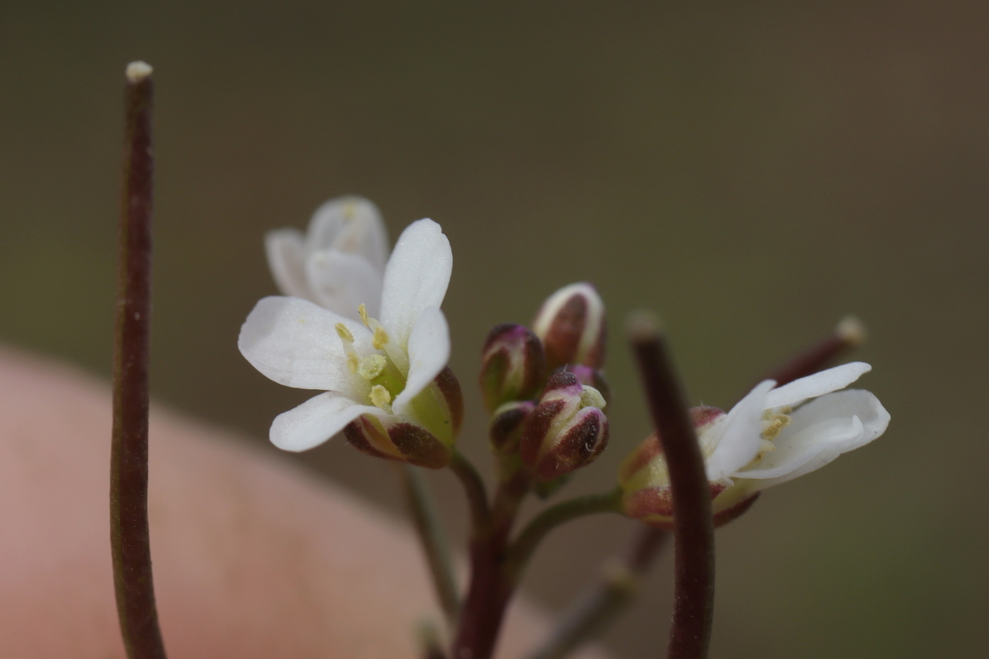 Image of Cardamine occulta specimen.