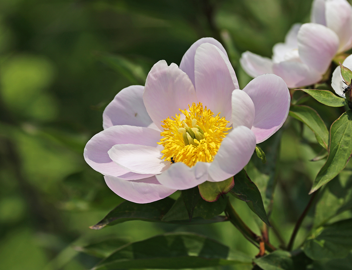 Image of Paeonia lactiflora specimen.