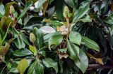Magnolia grandiflora. Верхушки ветвей с незрелыми плодами. Китай, пров. Шэньси, г. Сиань, в культуре. 01.06.2025.