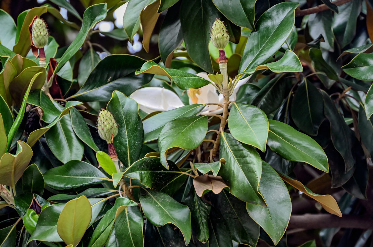 Изображение особи Magnolia grandiflora.