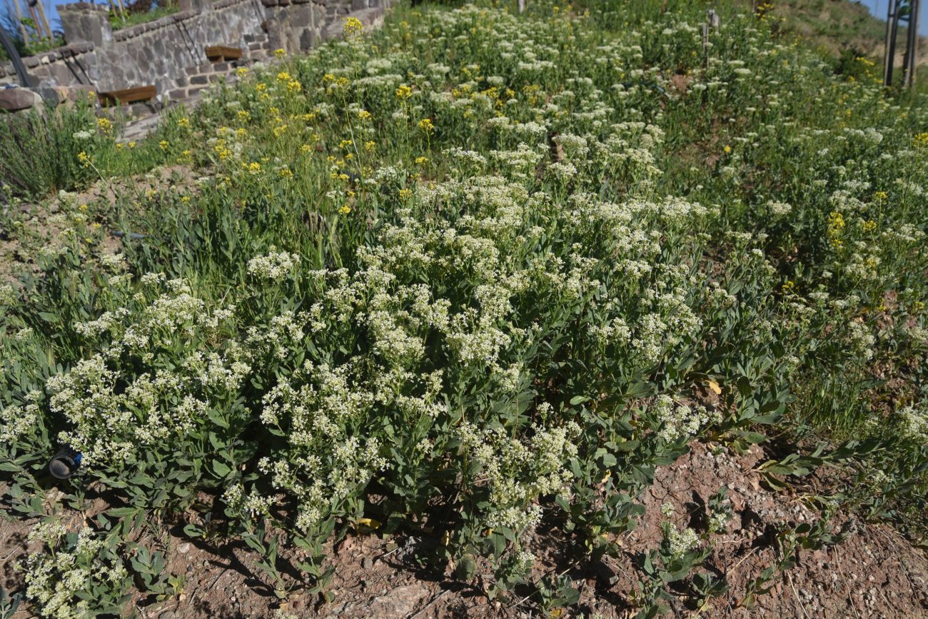 Image of genus Cardaria specimen.