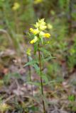 genus Rhinanthus