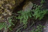 Cystopteris fragilis. Вайи. Турция, ил Ван, р-н Битлис, СВ участок борта кальдеры Немрут, нижняя часть склона, в трещине скалы на теневом участке ок. Juniperus polycarpos. 21 мая 2025 г.