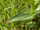 Dactylorhiza euxina. Лист. Карачаево-Черкесия, Зеленчукский р-н, гора Джангур, ≈ 1500 м н.у.м., сниженный субальпийский луг. 04.06.2025.