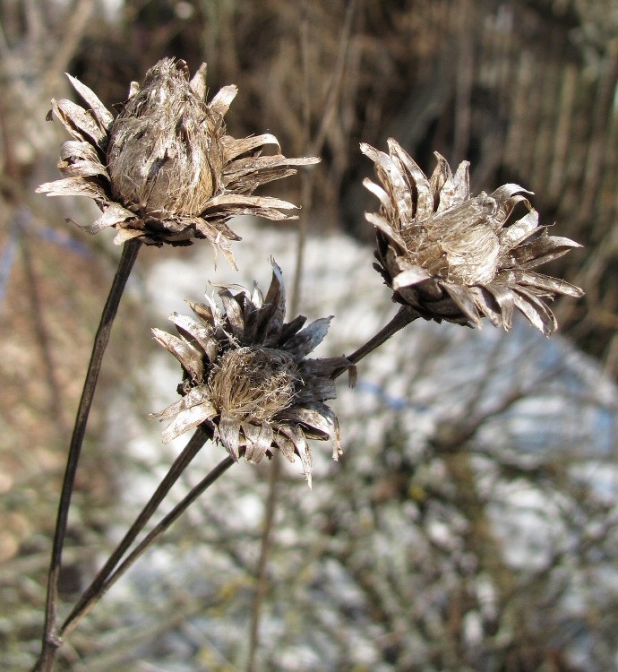 Изображение особи Centaurea scabiosa.